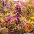 Glookies - feminizovaná semená marihuany Barney´s Farm