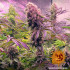 Glookies - feminizovaná semená marihuany Barney´s Farm