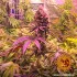 Glookies - feminizovaná semena marihuany Barney´s Farm