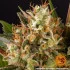 Strawberry Lemonade - feminizovaná semena marihuany Barney´s Farm