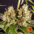 Strawberry Lemonade - feminizovaná semená marihuany Barney´s Farm