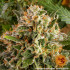 Strawberry Lemonade - feminizovaná semená marihuany Barney´s Farm