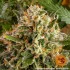 Strawberry Lemonade - feminizovaná semena marihuany Barney´s Farm