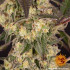 Runtz Muffin - feminizovaná semena marihuany Barney´s Farm
