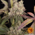 Runtz Muffin - feminizovaná semená marihuany Barney´s Farm