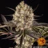 Runtz Muffin - feminizovaná semena marihuany Barney´s Farm