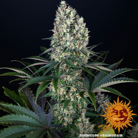 Blueberry OG - feminizované semená marihuany Barney´s Farm