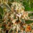 Orange Sherbert - feminizované semena marihuany Barney´s Farm