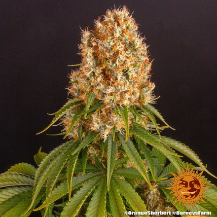 Orange Sherbert - feminizované semená marihuany 5 ks Barney´s Farm