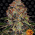 Shiskaberry - feminizované semená marihuany Barney´s Farm
