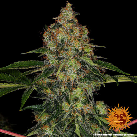 Levně Shiskaberry - feminizované semena marihuany 3 ks Barney´s Farm