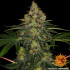 Shiskaberry - feminizované semená marihuany Barney´s Farm