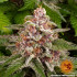 Pink Kush - feminizované semená marihuany Barney´s Farm