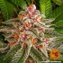 Pink Kush - feminizované semená marihuany Barney´s Farm