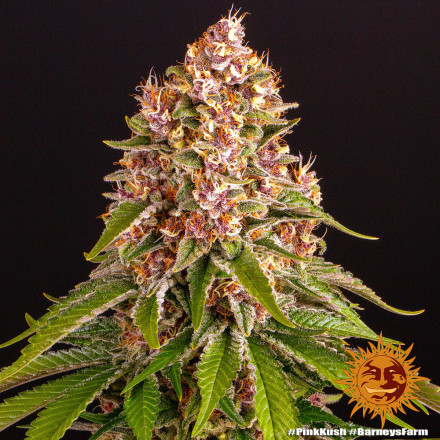 Pink Kush - feminizované semena marihuany Barney´s Farm