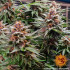 Runtz Auto - autoflowering semená marihuany Barney´s Farm