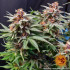 Runtz Auto - autoflowering semená marihuany Barney´s Farm