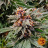 Runtz Auto - autoflowering semena marihuany Barney´s Farm