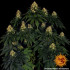 Skywalker OG Auto - autoflowering semena marihuany Barney´s Farm