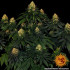 Skywalker OG Auto - autoflowering semená marihuany Barney´s Farm