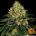 Skywalker OG Auto - autoflowering semená marihuany Barney´s Farm