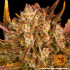Dos Si Dos Auto - autoflowering semená marihuany Barney´s Farm