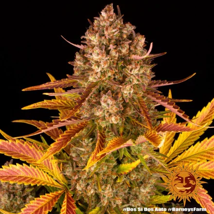 Dos Si Dos Auto - autoflowering semena marihuany 3 ks Barney´s Farm