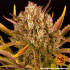 Dos Si Dos Auto - autoflowering semena marihuany Barney´s Farm
