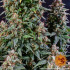 Watermelon Zkittlez Auto - autoflowering semena marihuany Barney´s Farm