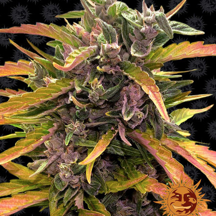 Levně Gorilla Glue Auto - autoflowering semena marihuany 3 ks Barney´s Farm