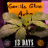 Gorilla Glue Auto - autoflowering semená marihuany Barney´s Farm