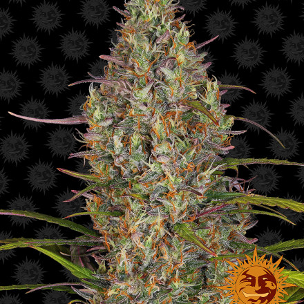 Levně Glue Gelato Auto - autoflowering semena marihuany 3 ks Barney´s Farm