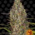 Glue Gelato Auto - autoflowering semena marihuany Barney´s Farm