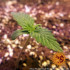 Glue Gelato Auto - autoflowering semená marihuany Barney´s Farm