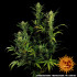 Glue Gelato Auto - autoflowering semena marihuany Barney´s Farm