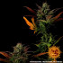 Glue Gelato Auto - autoflowering semená marihuany Barney´s Farm