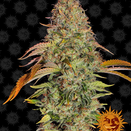 Zkittlez OG Auto - autoflowering semená marihuany 5 ks Barney´s Farm