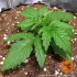 Zkittlez OG Auto - autoflowering semena marihuany Barney´s Farm
