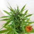 Zkittlez OG Auto - autoflowering semena marihuany Barney´s Farm