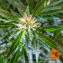 Zkittlez OG Auto - autoflowering semená marihuany Barney´s Farm