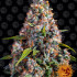 Strawberry Cheesecake Auto - autoflowering semena marihuany Barney´s Farm
