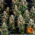 Strawberry Cheesecake Auto - autoflowering semená marihuany Barney´s Farm