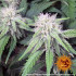 Peyote Critical - feminizované semená marihuany Barney´s Farm