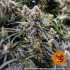 Peyote Critical - feminizované semena marihuany Barney´s Farm