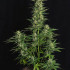 Epsilon F1 - samonakvétací semena marihuany 3ks, Royal Queen Seeds