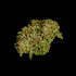 Hyperion F1 - samonakvétací semena marihuany 3ks, Royal Queen Seeds