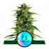 Hyperion F1 - samonakvétací semena marihuany 3ks, Royal Queen Seeds