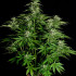 Hyperion F1 - samonakvétací semena marihuany 10ks, Royal Queen Seeds