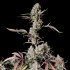 Gorila Zkittlez Auto - samonakvétací semena marihuany 3 ks Fast Buds