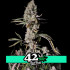Gorila Zkittlez Auto - samonakvétací semena marihuany 3 ks Fast Buds